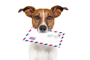 chien porte une enveloppe dans la gueule