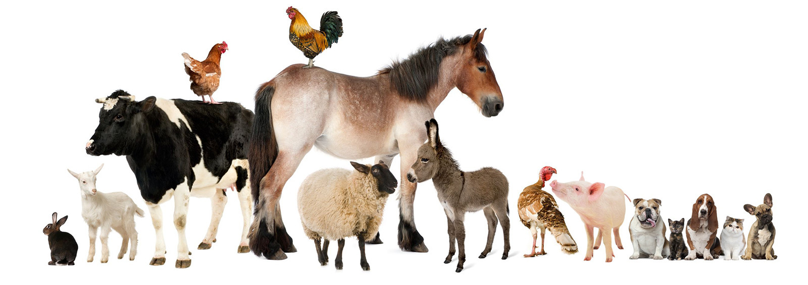Résultat de recherche d'images pour "tout les animaux de la ferme"